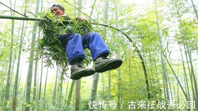 技艺|竹海飞人8岁爬竹子,年过半百仍在竹上行走,今无人传承境地尴尬