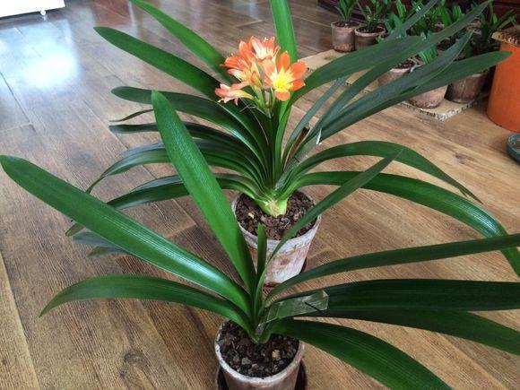 把这种“石头”扔盆里,君子兰不再烂根,1年开花三四次!