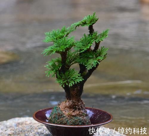 绿植|它是花卉界的“小强”,5年不浇水也能活,检测环境,做盆景更棒