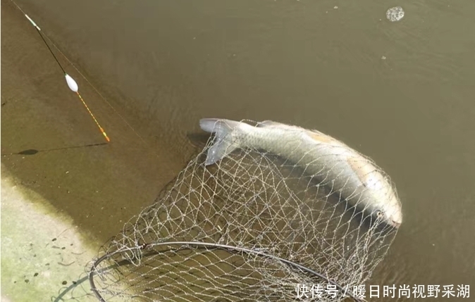 文章|钓草鱼是玉米好还是商品饵好?这篇文章告诉你草鱼饵该怎么选