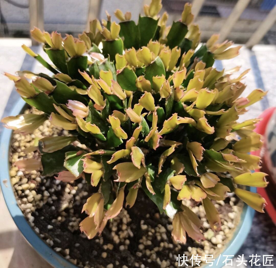 3月养蟹爪兰、长寿花，用对肥料、放对位置，新叶新枝能“翻倍”