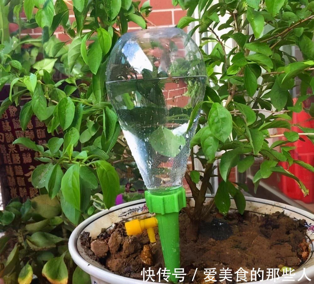 浇水|有些人养花10年都没搞清楚,浇水是一门学问,越简单越容易忽视