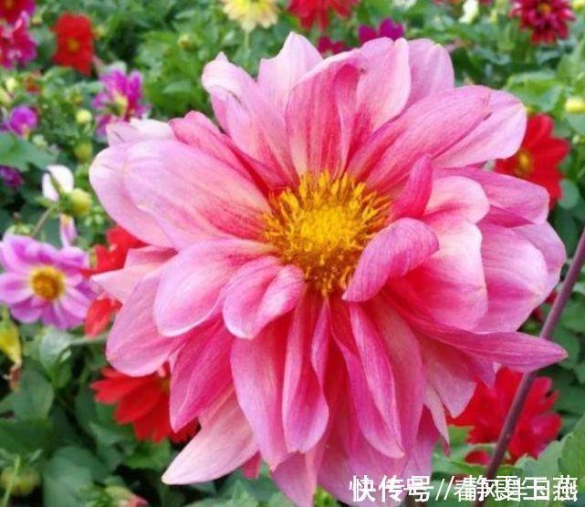 三角梅|4种花就适合现在养，花朵多、花期长，新手懒人都养得好！