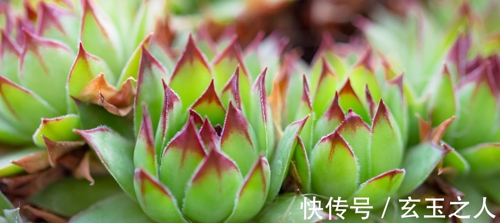 景天科多肉常见入手问题,也许您可能会遇到,来看看是些什么吧