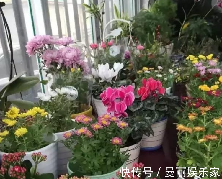 茶水|养花的五大误区,避免这五大错误,你养的花年年开爆阳台