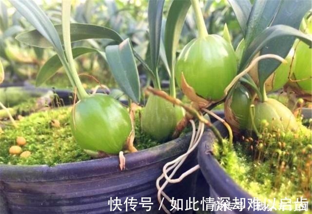 小物|遇到这种寄生“果上叶”,可别再砍掉了,加青苔做盆景,比石斛美!