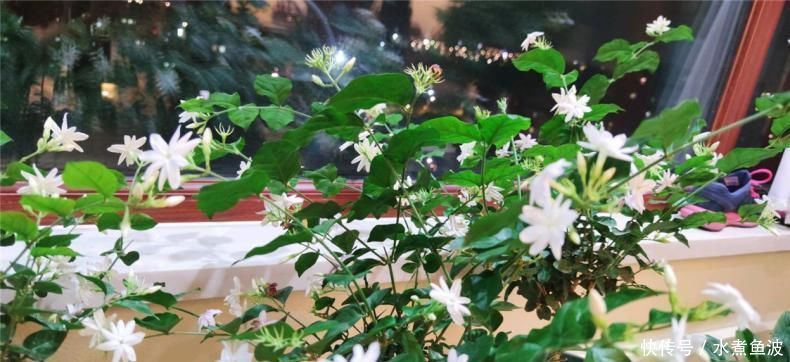 6月养茉莉，做好这3点，让茉莉生长有动力，爆花不断