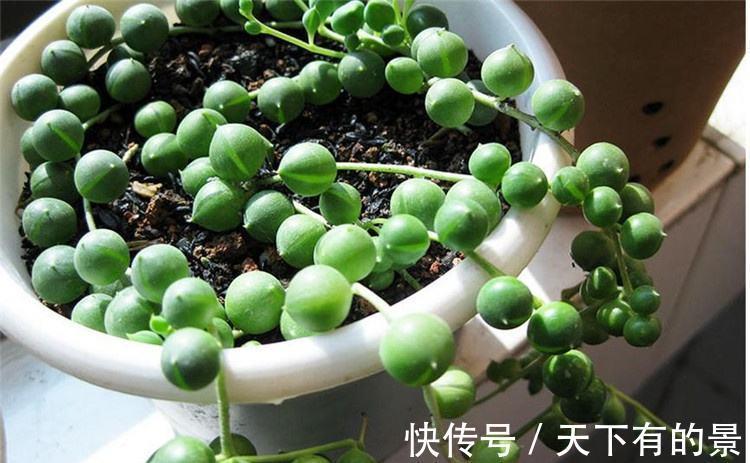 佛珠吊兰|珍珠吊兰枯萎了怎么办,忽略几点容易造成珍珠吊兰叶片萎蔫哦