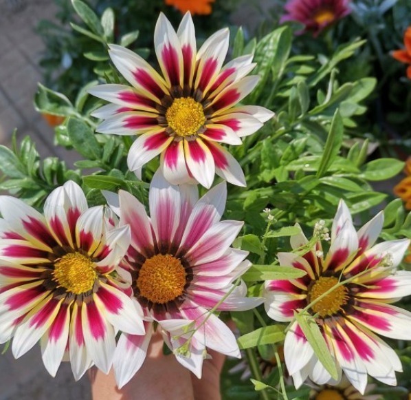 世界上品种最多的植物,没有之一,光路边就有20多种!