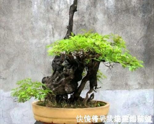 农村大爷不养花,用山上黄荆做成盆景,更具观赏性