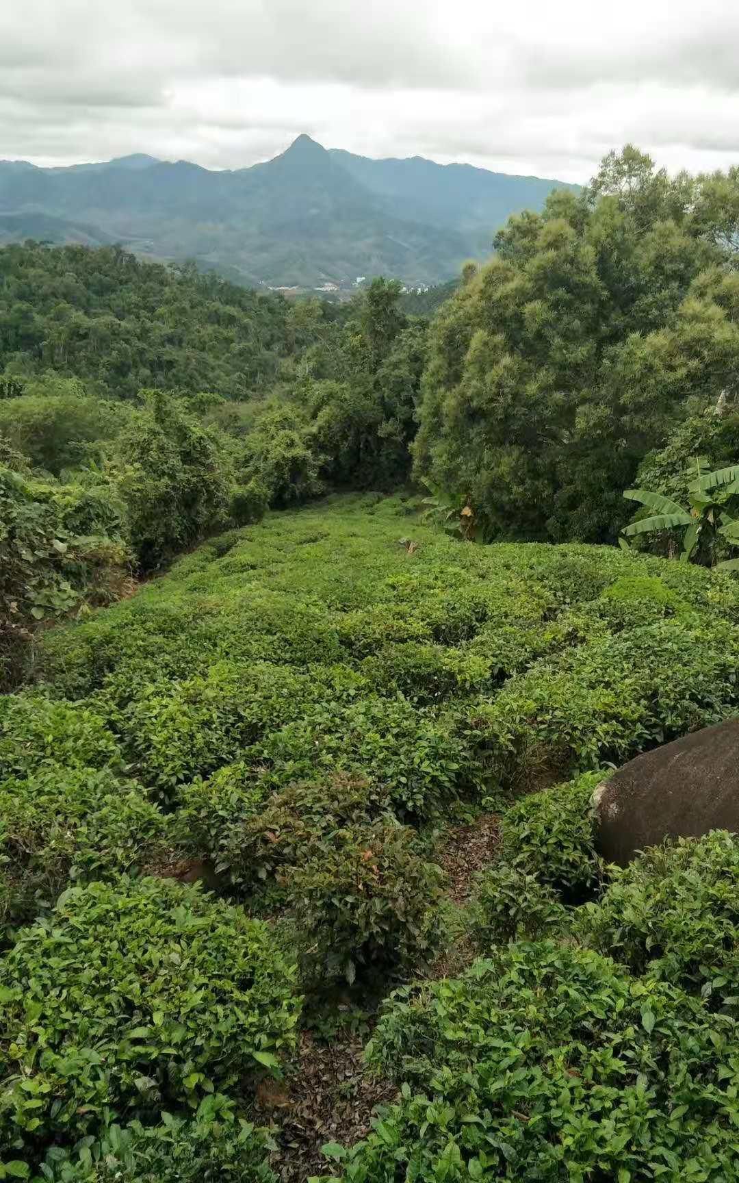 品尝|有的人喝茶为了解渴，有的人则是品尝不同茶叶冲泡出的味道