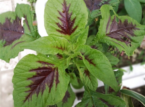 苋菜|女性不想早衰，不妨多吃以下食物，润肤抗衰，补充体能，早吃早好