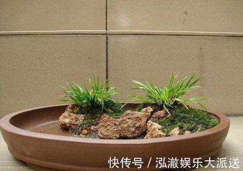 这3种花“脾气”硬,给点水就长新枝,养在石头上还能开花