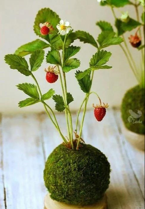 室内绿植种花不用盆，揉一个小球吊起来就让家里美翻