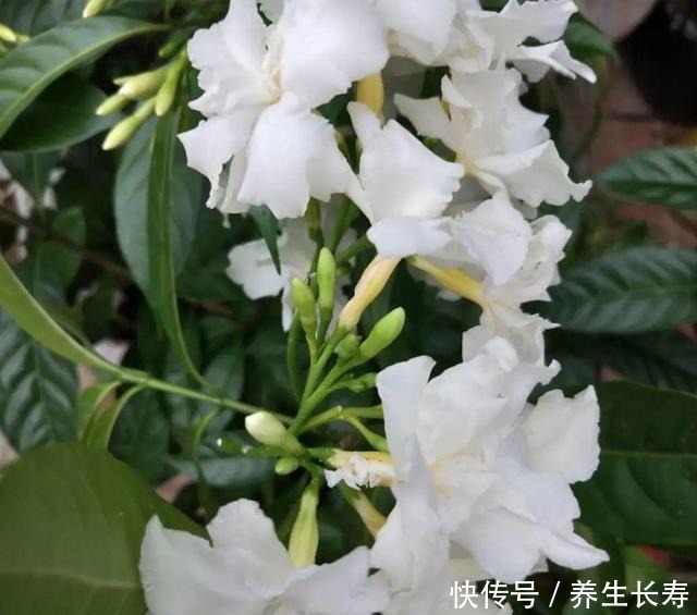 有些花名字太奇葩,叫出口太尴尬,开花却很美!