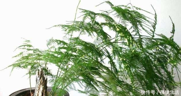 文竹长太高怎么办教你养出矮、壮、密的株型,放在书桌萌萌哒!