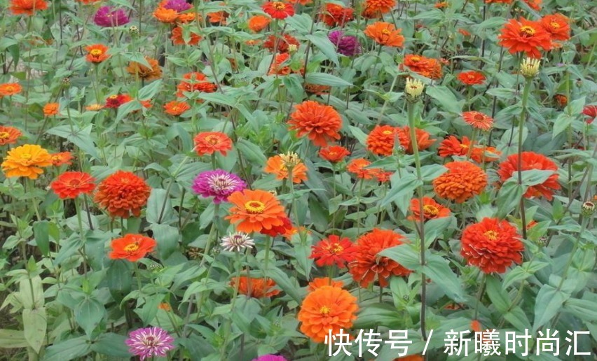 天热养花不能错过的3种向阳植物,每一个都是沾土即活