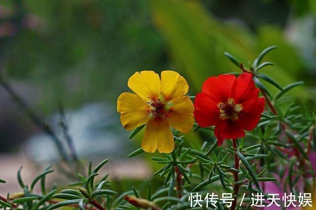 徒长|太阳花根茎软倒伏不开花，抓紧时间“剃光头”，夏末还能开一茬