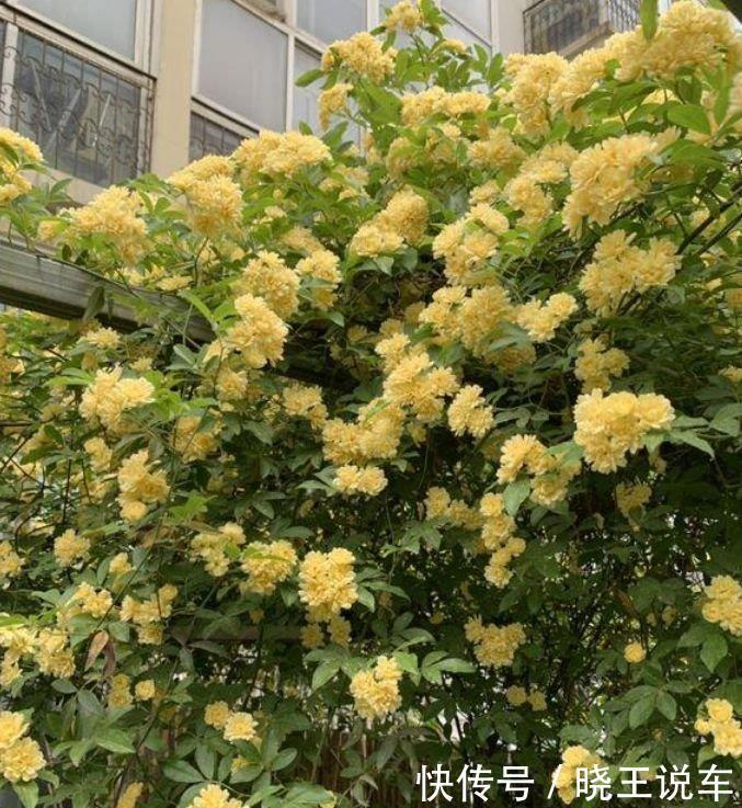 “4种花”漂亮又好养,一次开花100朵,天上人间,美到极致!