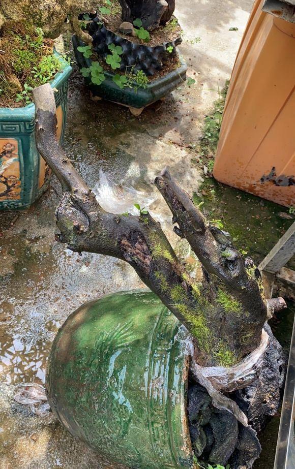 盆景价值高,遭人“疯挖”,山都挖空了,这种行为“真可耻”