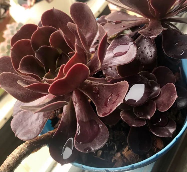 陪伴过我的都是心头肉！多肉陪我一路向前！