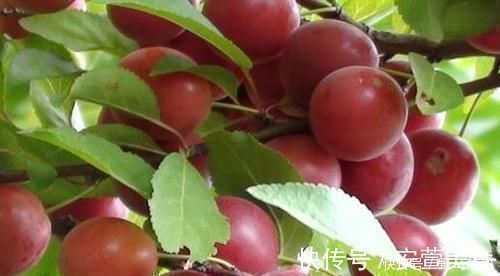 维生素b|不想肌肤衰老,吃几种养生食物,预防早衰,缓解便秘,肌肤年轻