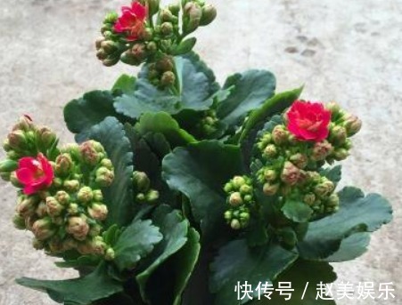 想要长寿花“二次开花”,只需一碗“催花水”,30天就“爆盆”