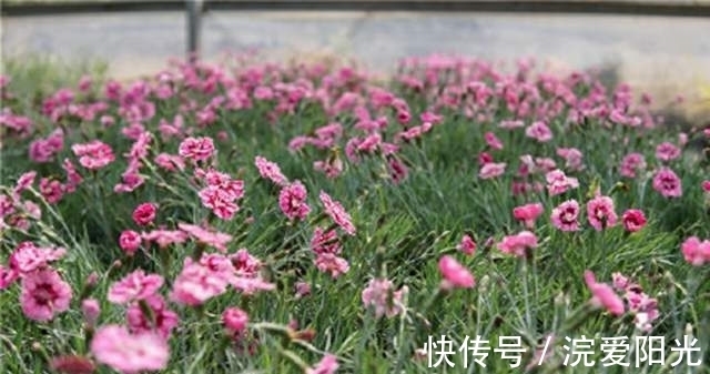 这种花不怕冷不怕晒,沾土就能活,每年开花挤爆盆