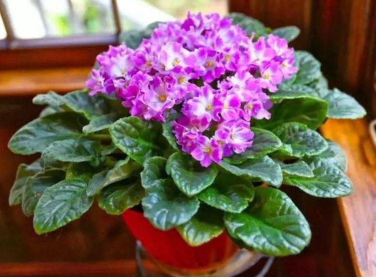 养花试试这几款，花开繁盛花香怡人，四季开花，生长能力特别强