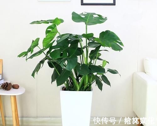 客厅再小，也要养盆它，寓意好还养眼，一盆能养许多年