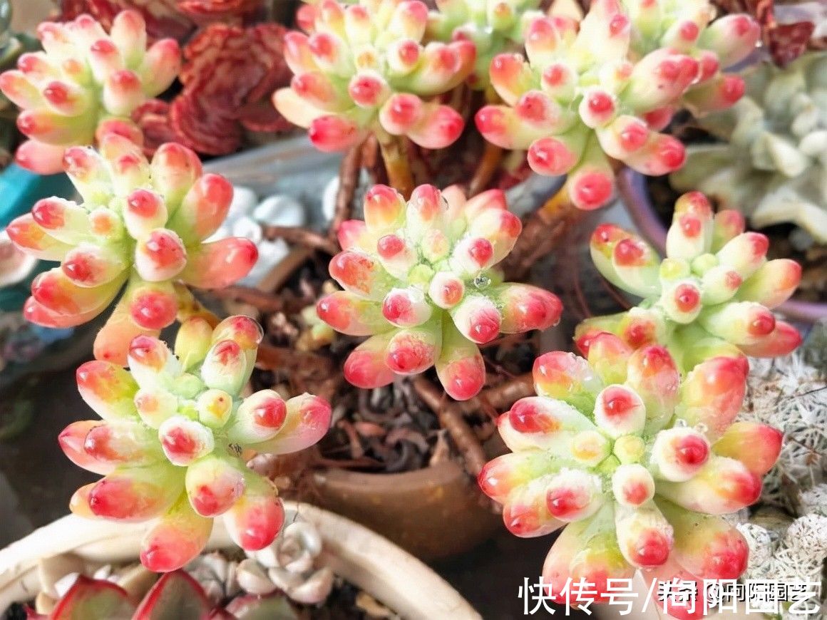 养死|多肉好看不好养，想要养好它！“先要有环境，后要有技术”