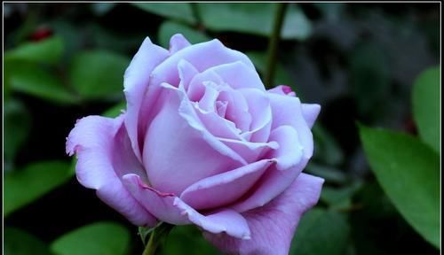  季花|推荐10款蓝紫系月季，仙气十足，总有一款是你喜欢的