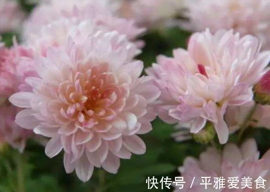 富山奇蝶|5种花好养又漂亮，不用管照样长得旺，年年开花不断，美翻天！