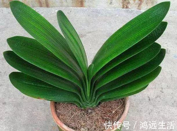 养花的土太结实倒进去“1种”液体,5分钟后,土壤疏松又透气