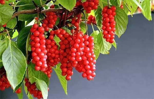 苏颂|此物是肝病克星，不论男女，经常吃修复肝细胞，排出20年肝毒