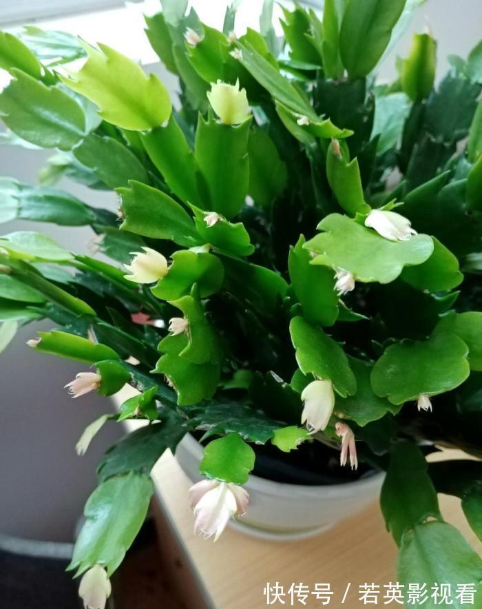 叶片|蟹爪兰度夏后叶片又薄又蔫,3招养厚叶片,秋花砰砰开爆盆!