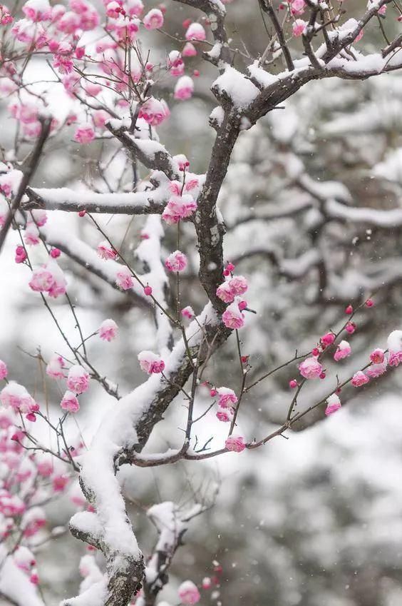  踏雪寻梅|大雪赏梅：暗香疏影 踏雪寻梅