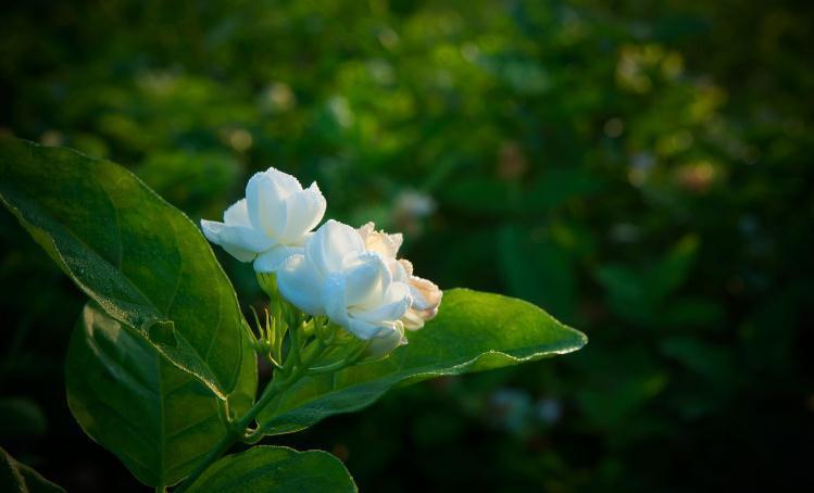 盆栽茉莉春季怎么换盆好,做好此几点,让你养的花开满盆