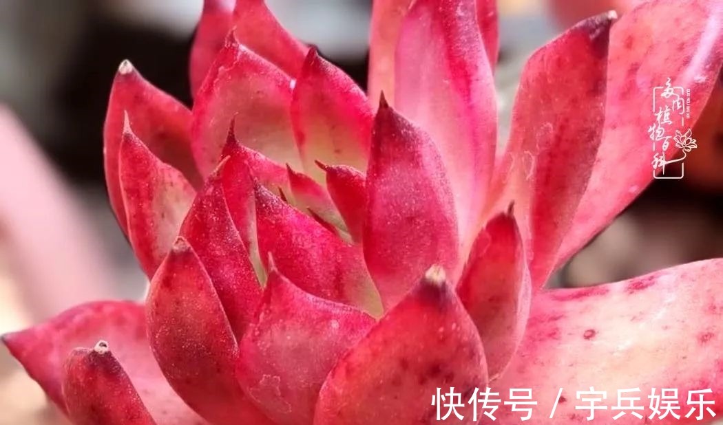 多肉植物|养多肉三年多九万里悟道,终归诗酒田园!