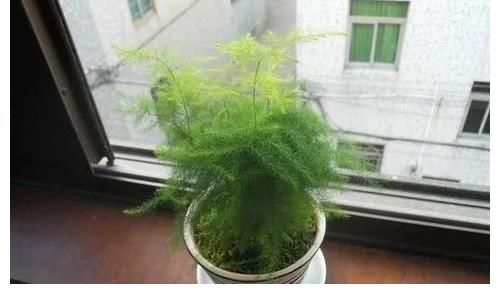 水塔花|看看你的生肖适合养什么植物