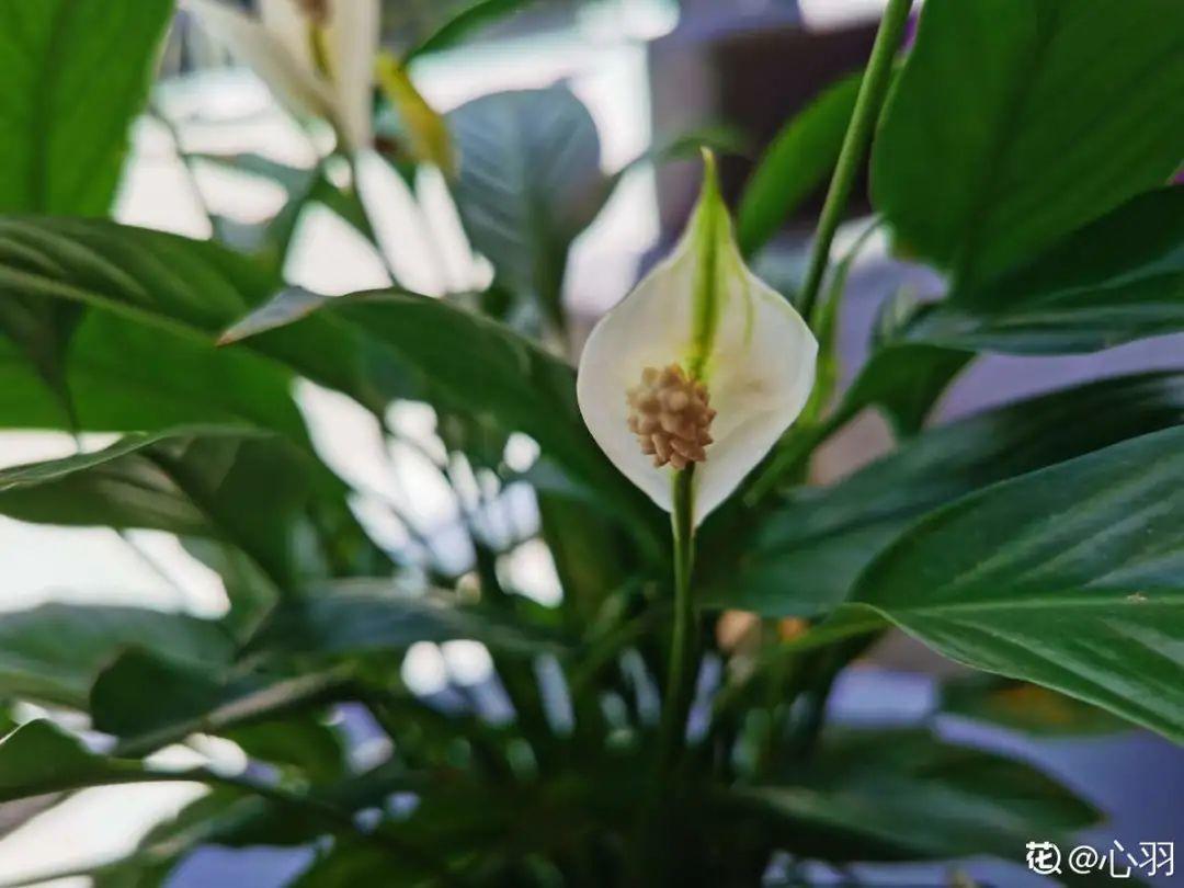 龟背竹是“吸废气”高手,家里放一盆,门窗紧闭也能空气清新!