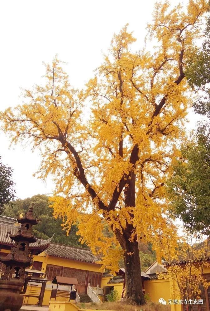 银杏|龙寺生态园百年银杏耀眼上线，身着绝美金装与你三生有“杏”