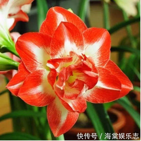 种球|“朱顶红”开花不断,掌握关键4点,花开一茬又一茬,个个比脸大