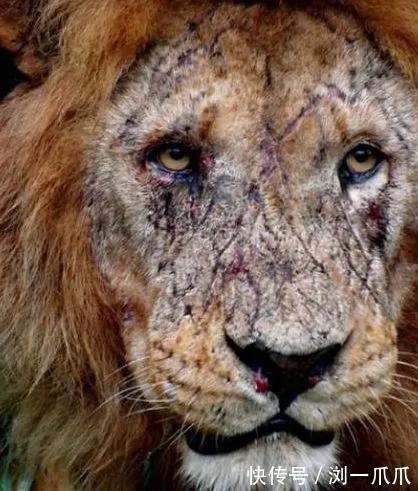 |搞笑GIF:带着一群狗晚上走夜路,看谁敢欺负我