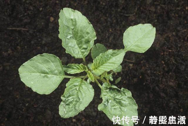 白刺苋|在农村,农民都把它叫“仙草”,城里人也把它当成宝!