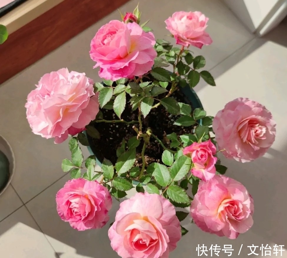 品种|100个月季品种,千姿百态,每个都很漂亮,图名并茂,值得收藏