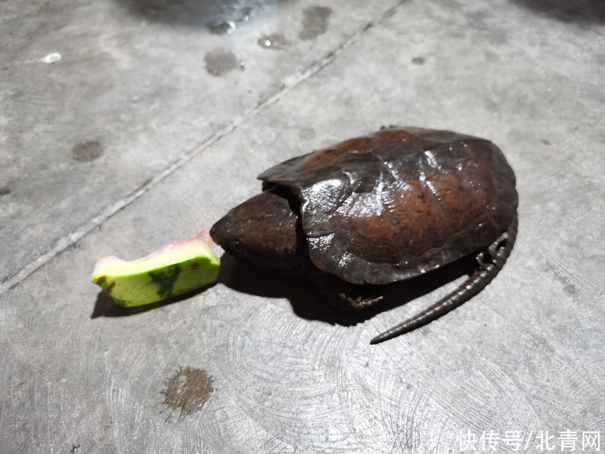 巡逻|云南普洱：民警巡逻中救助“迷路”小乌龟 竟是国家一级保护动物