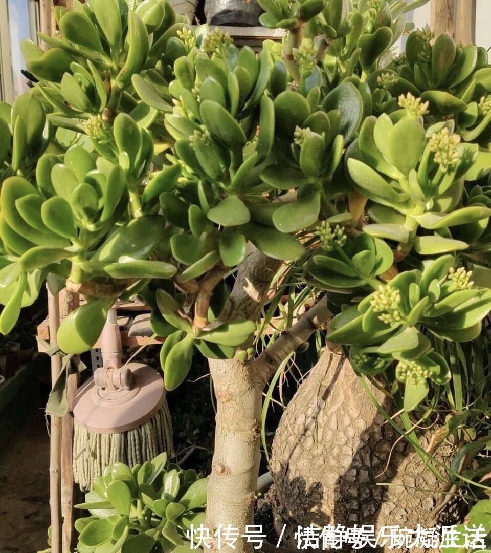 家里摆上10种花，越来越兴旺、发达，个个都是“吉祥”花