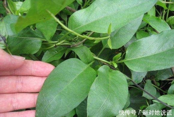  攀援|农村生长的这种攀援植物，叶子味道独特，却有除湿消肿的功效