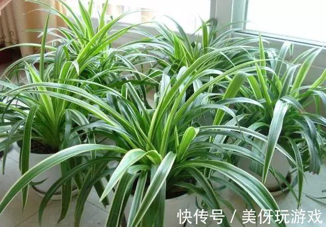 养花试试这几款，能让房间充满清新的味道，又能去除闷闷的感觉